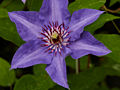 Clematis King Sing Blue IMG_4354 Powojnik